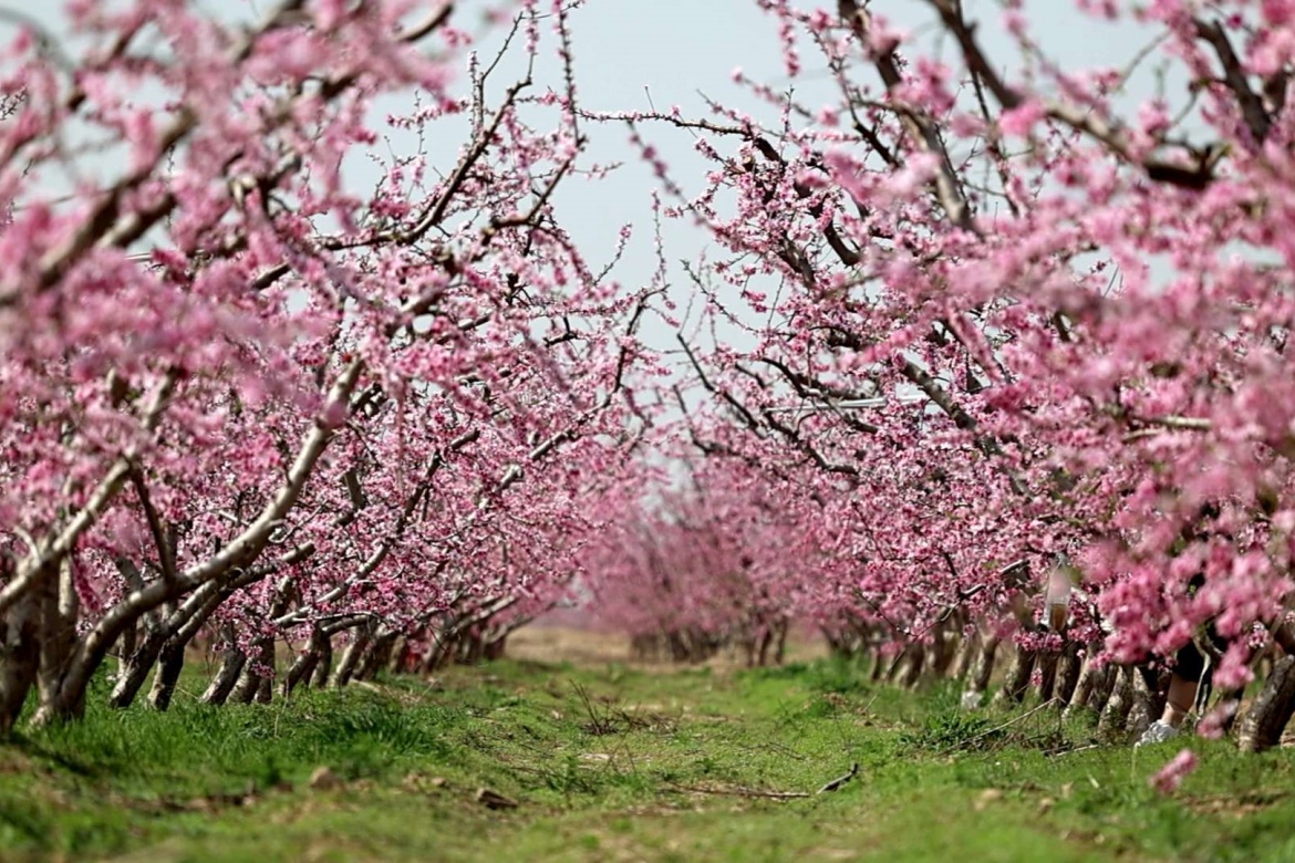 Ten Thousand Mu Peach Garden